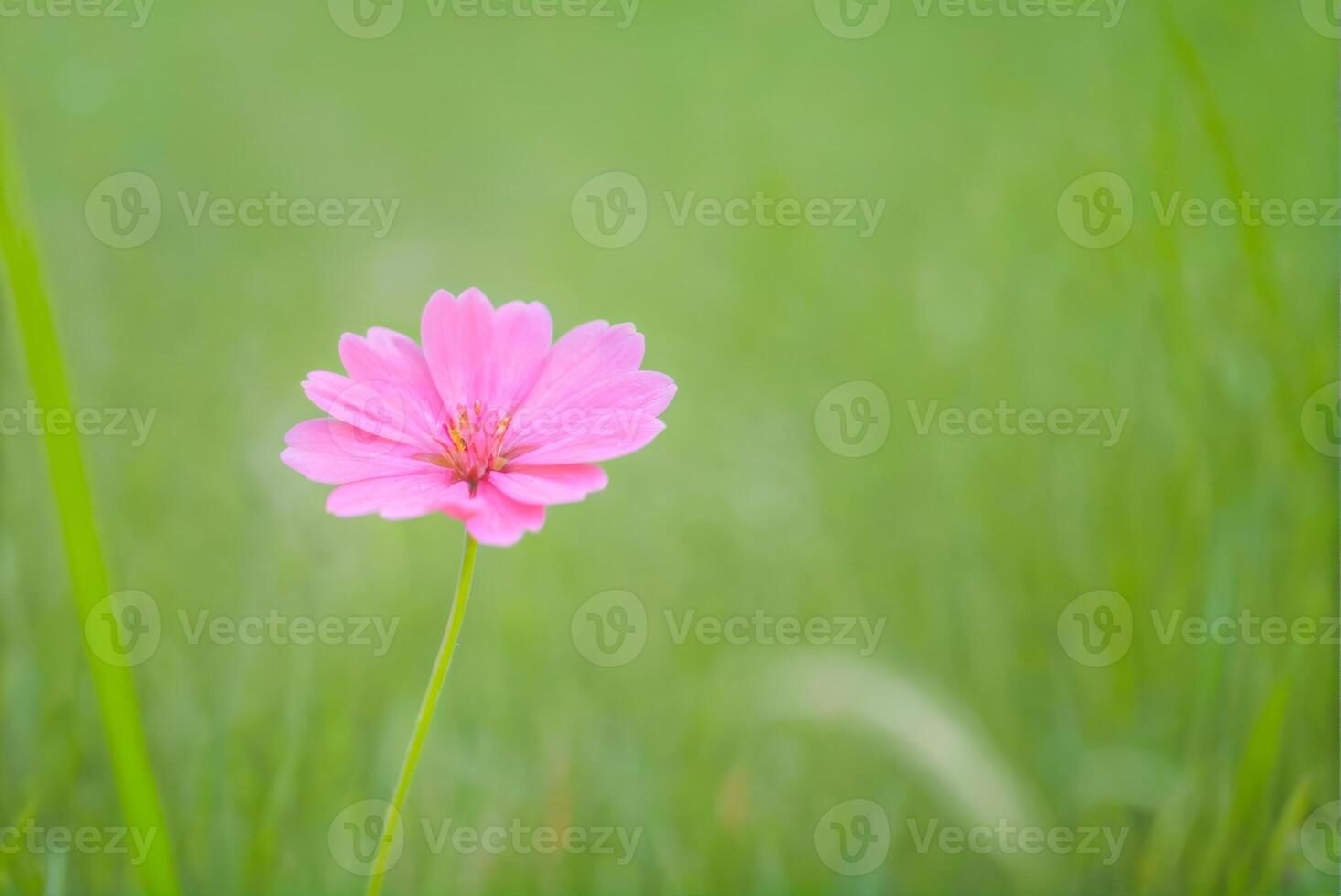 Pink Flower with Green Background photo