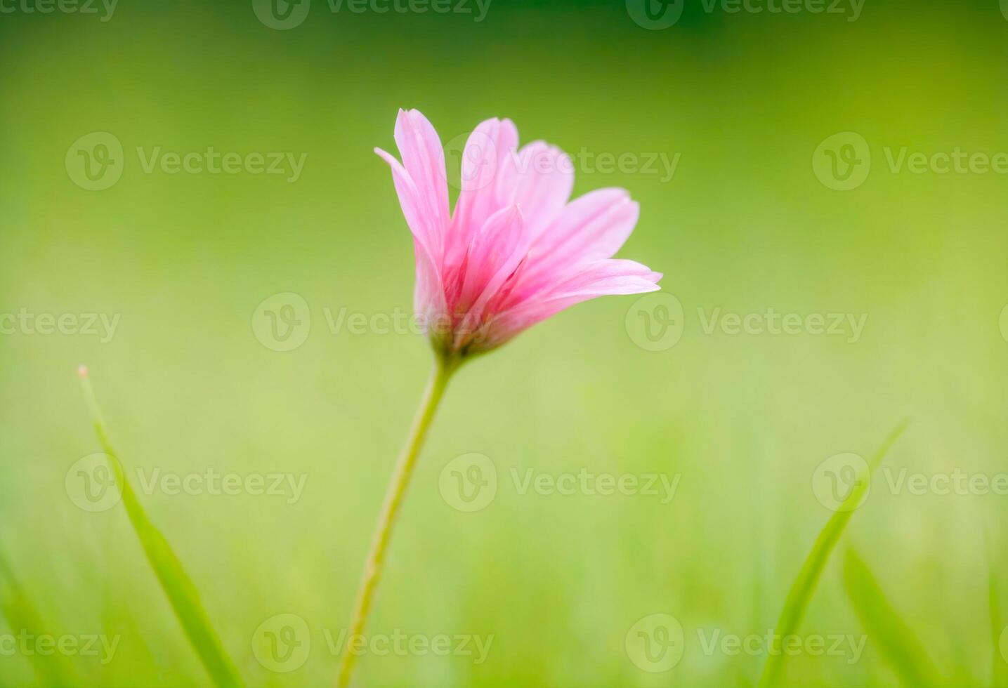 Pink Flower with Green Background photo