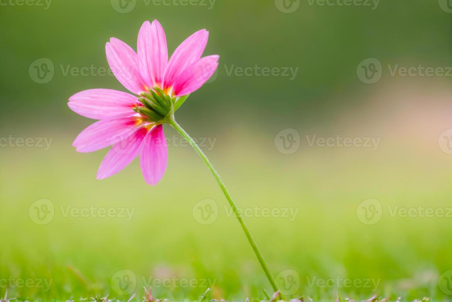 Pink Flower with Green Background photo