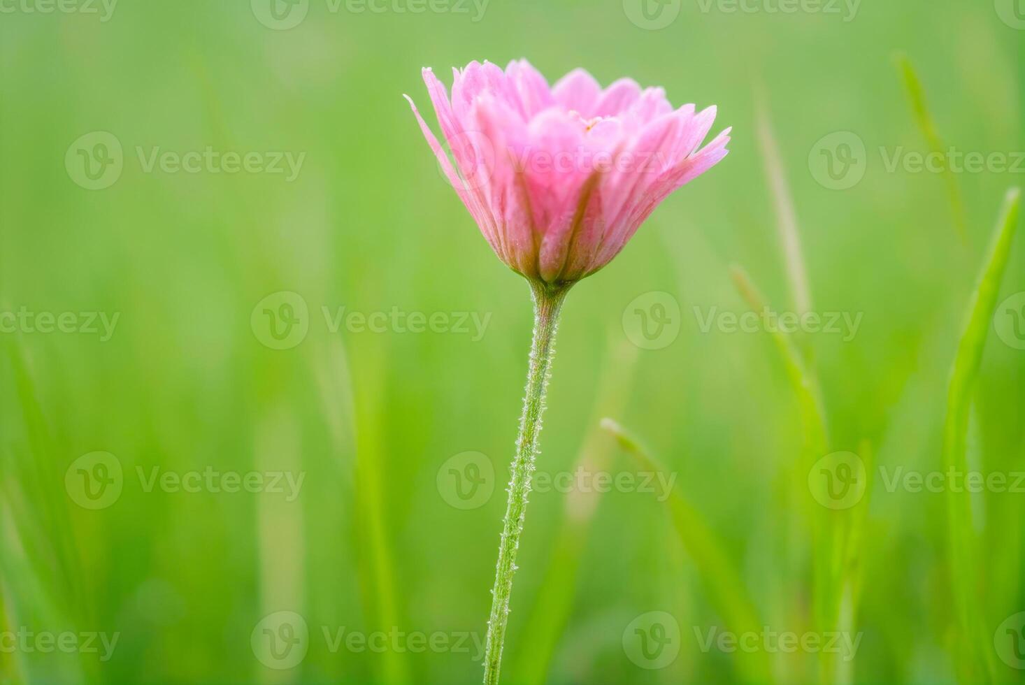 Pink Flower with Green Background photo