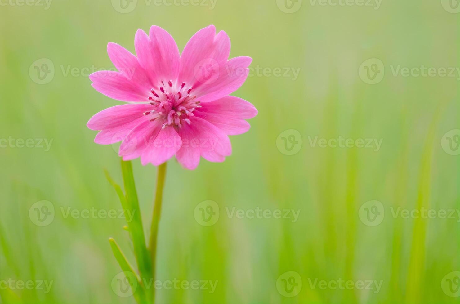Pink Flower with Green Background photo