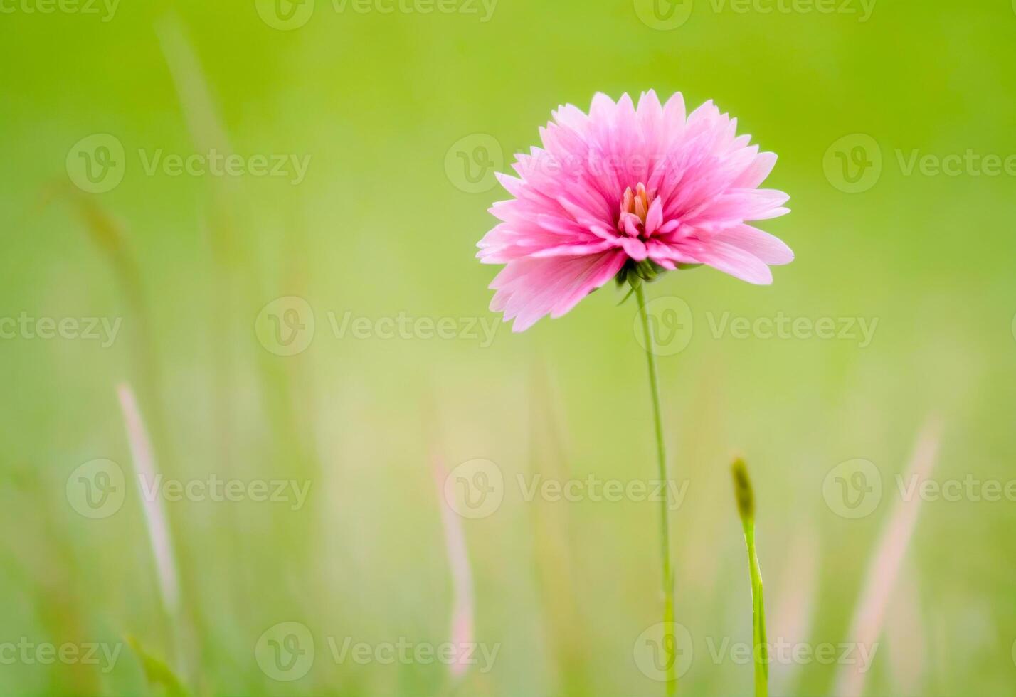 Pink Flower with Green Background photo