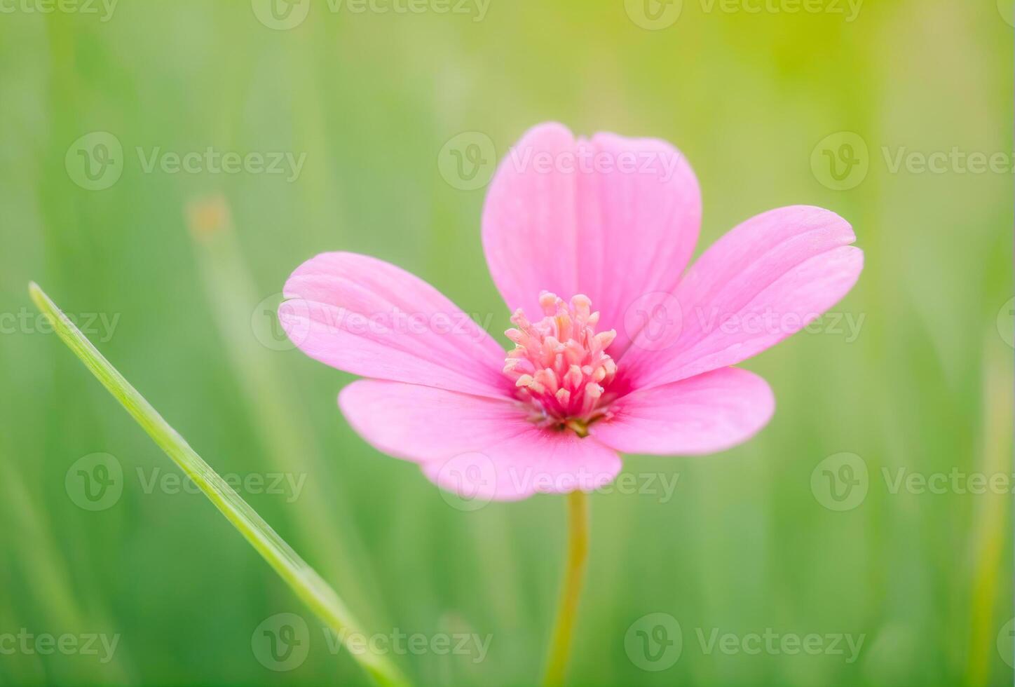 Pink Flower with Green Background photo