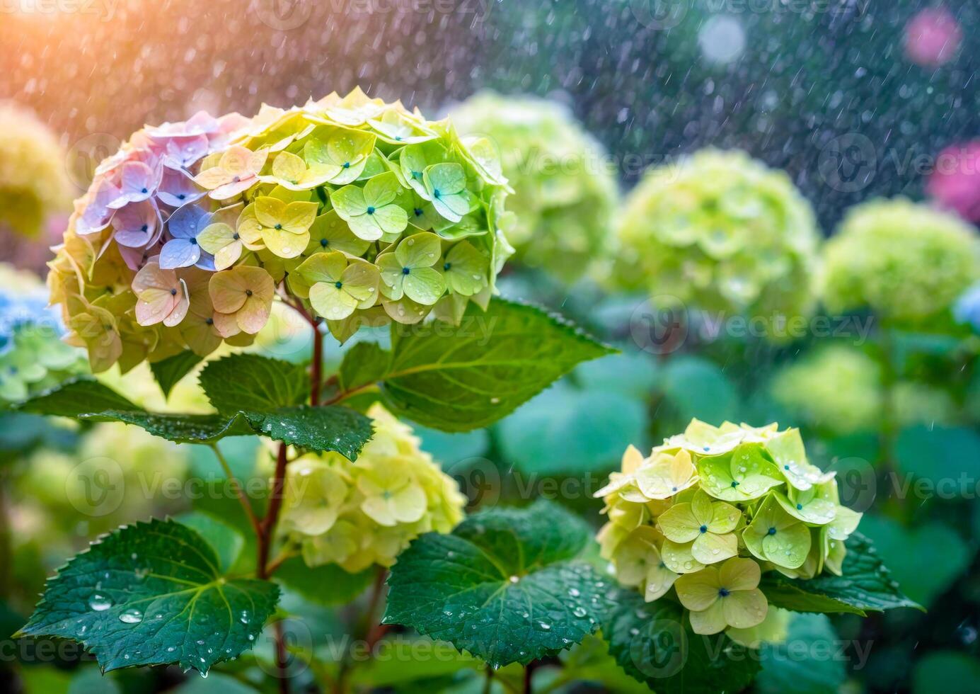 hydrangea in the rain photo