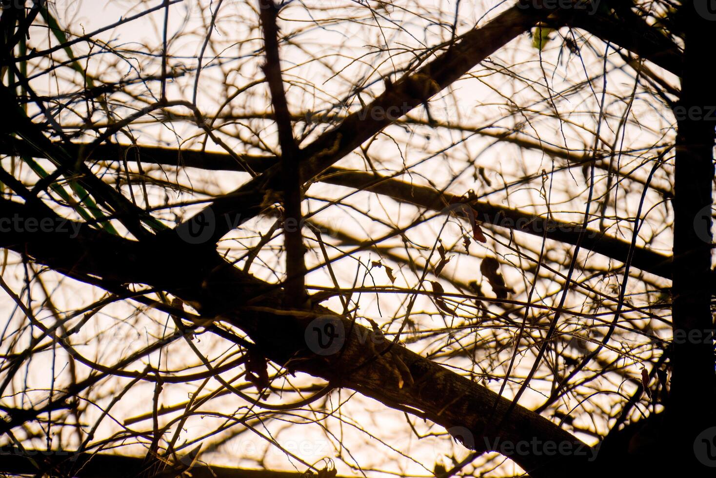 Silhouette of bare branches against a cloudy sky photo