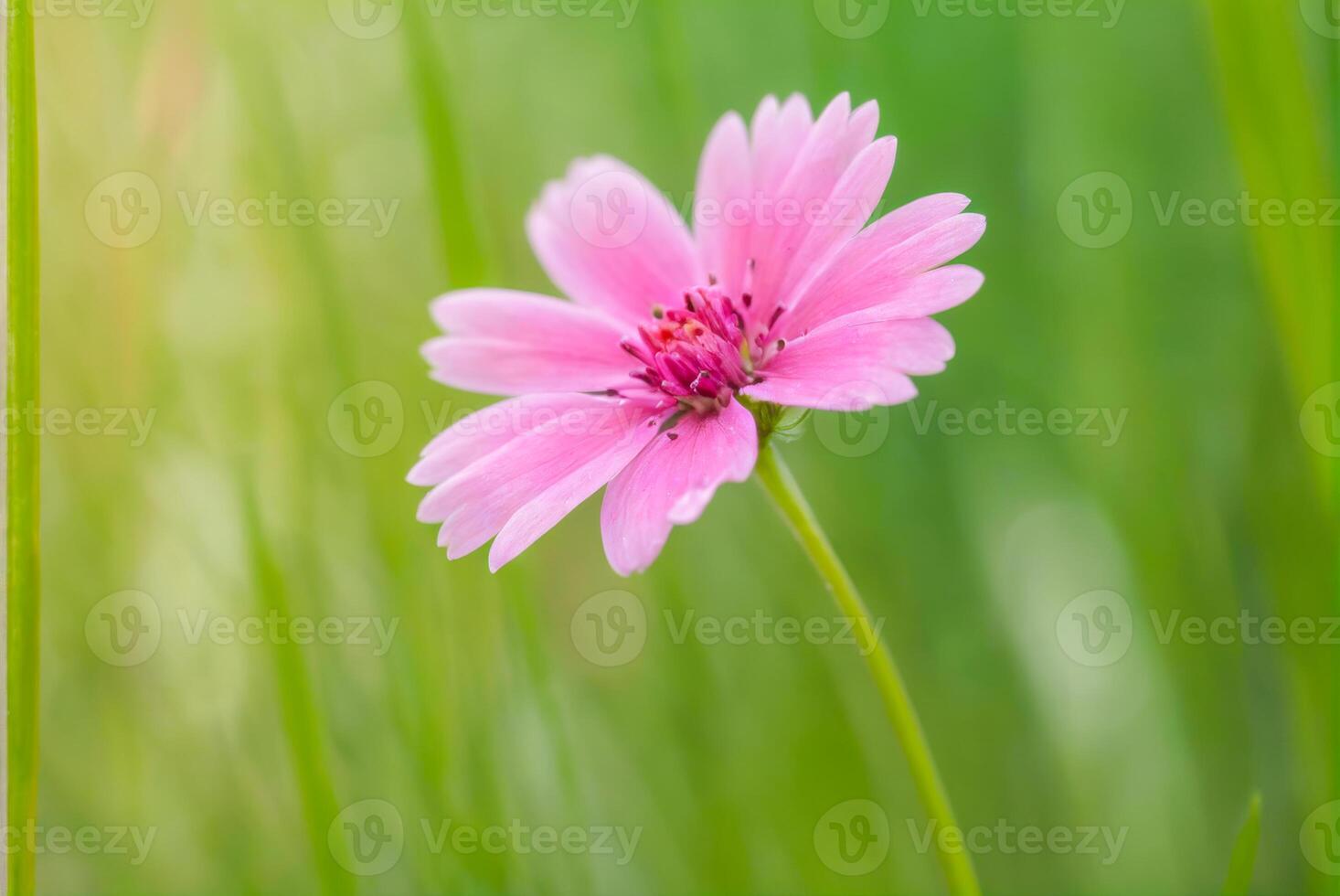 Pink Flower with Green Background photo