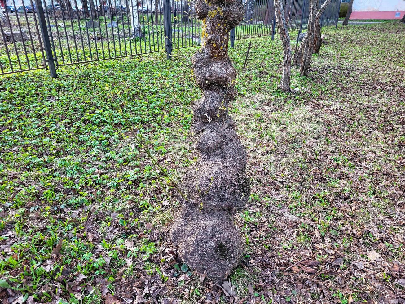 An ugly tree with growths on its trunk on a cloudy spring day photo