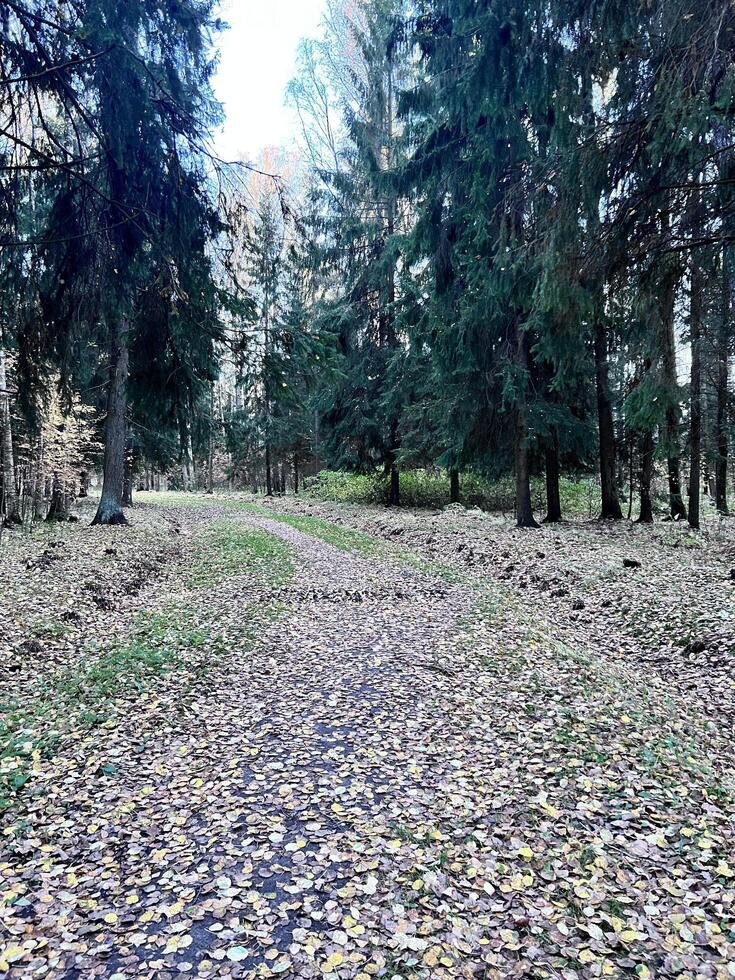 a path in the woods with leaves on the ground photo