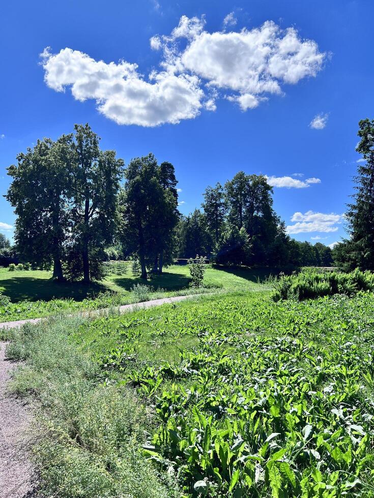 a dirt path leads to a field of green plants photo