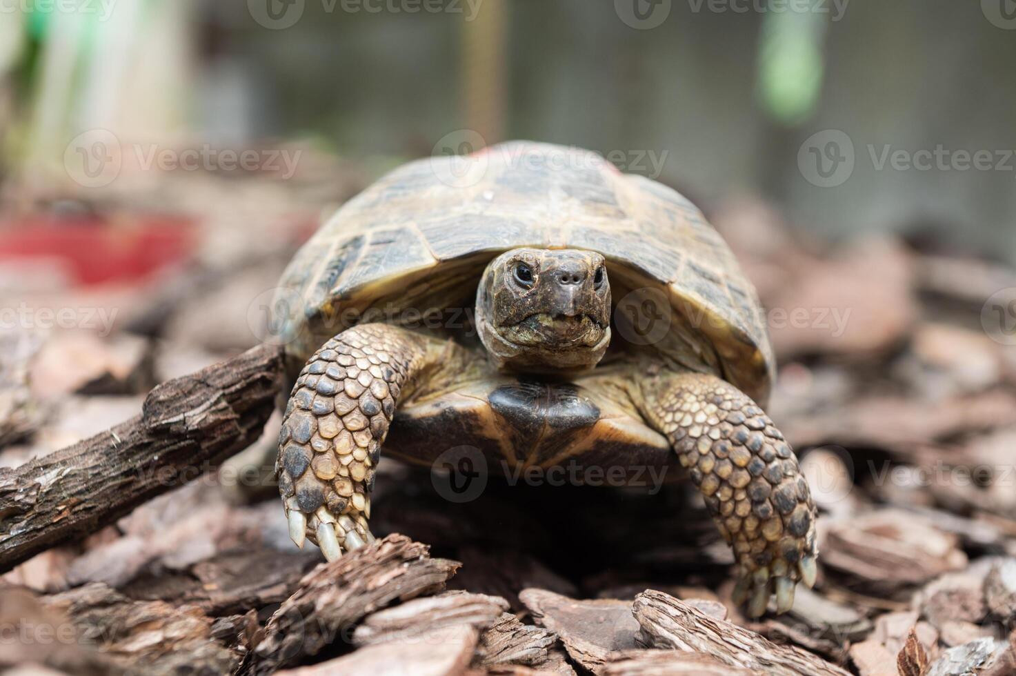 Close-Up of a Tortoise Crawling on Forest Bedding photo