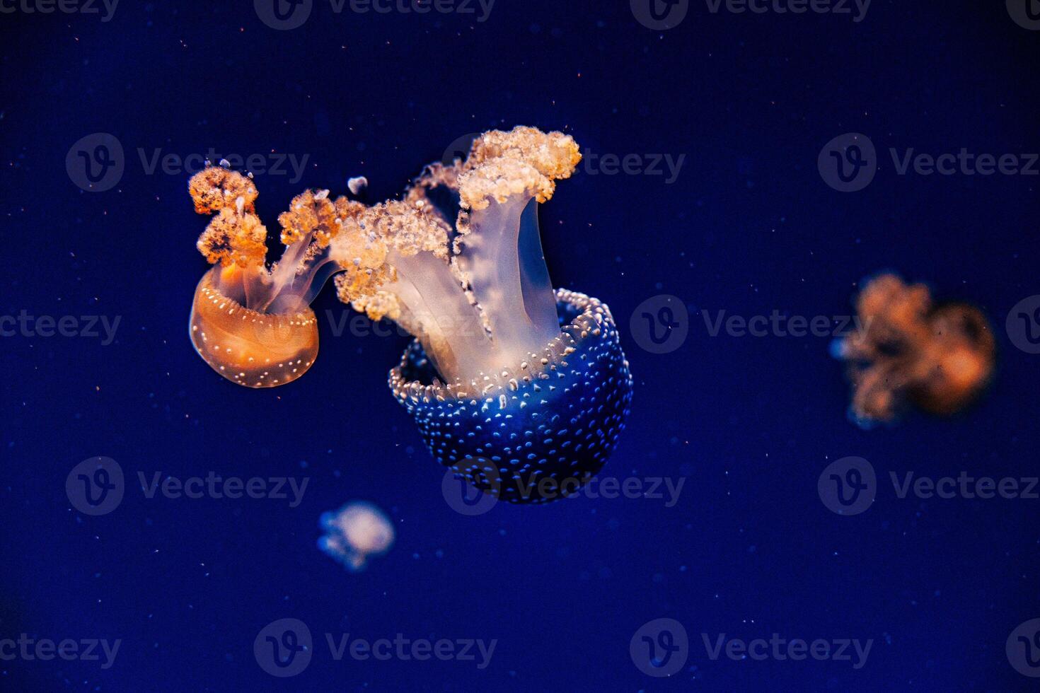 jellyfish float gracefully against a deep blue background photo