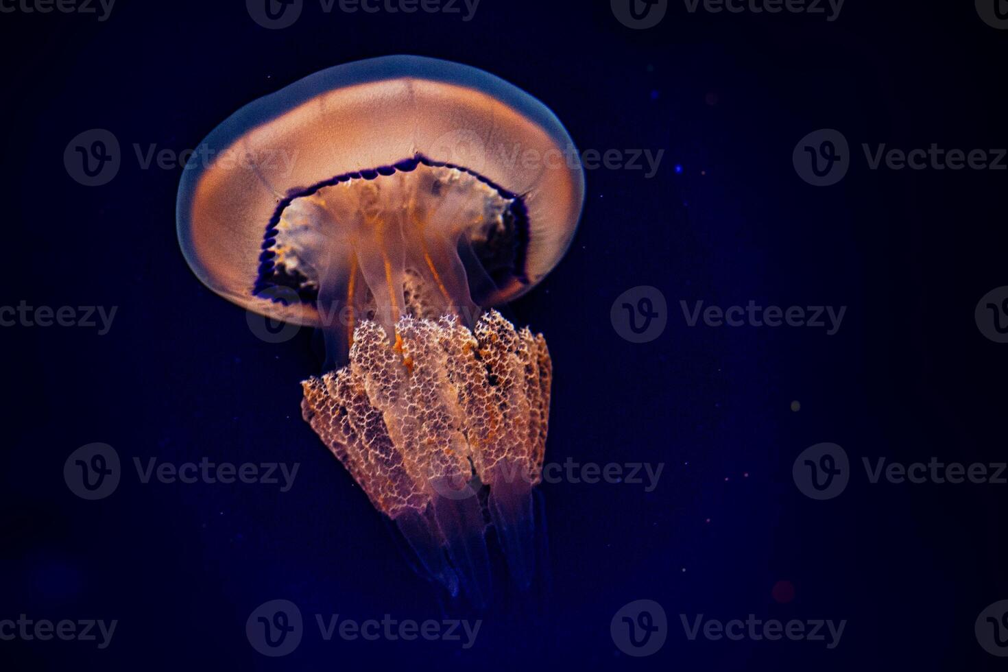 jellyfish float gracefully against a deep blue background photo