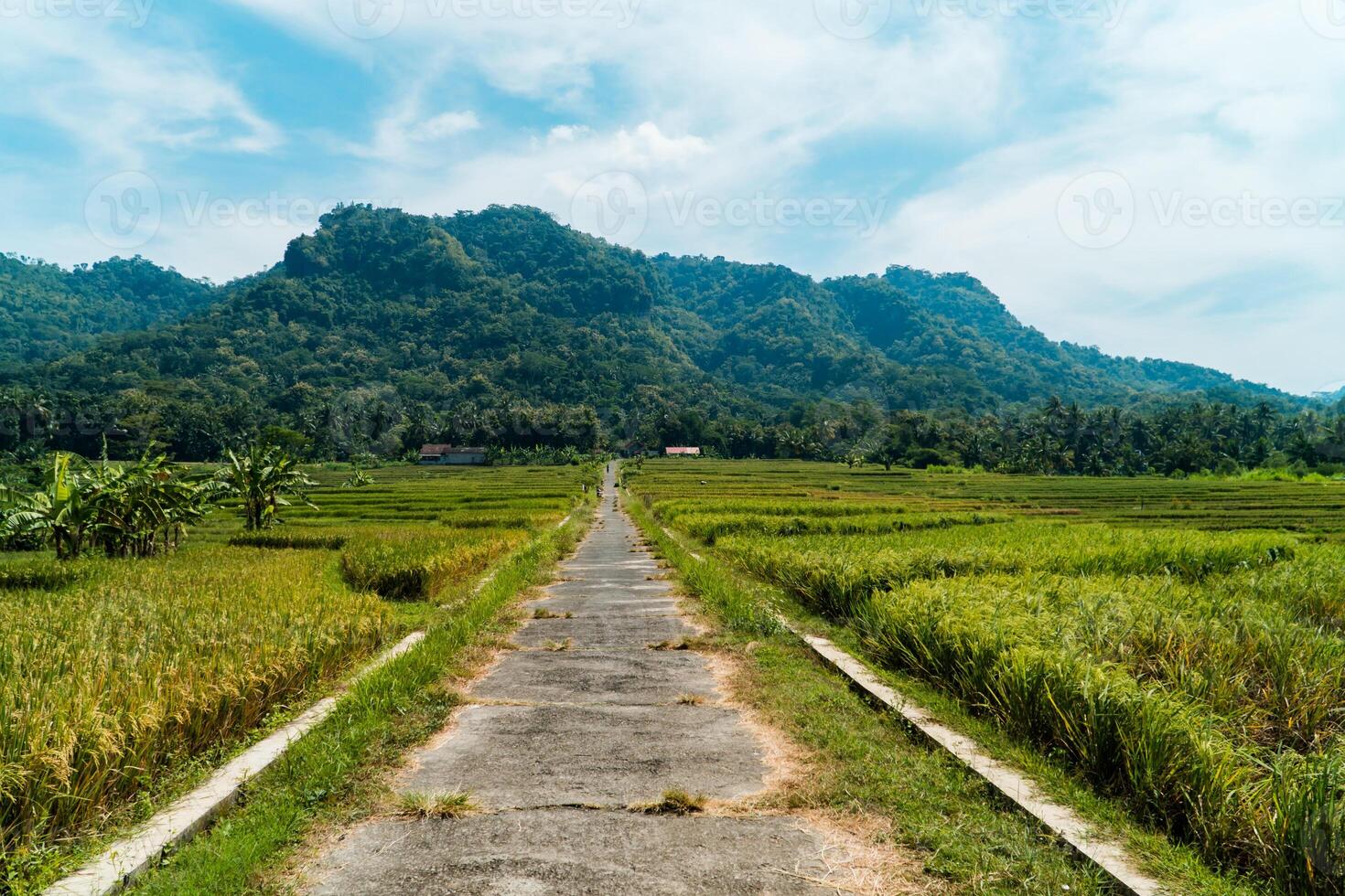 A large rice field area with a backdrop of hills on a sunny day. green rice field area in a beautiful and calm village with a blue sky in the background, so beautiful and peaceful photo