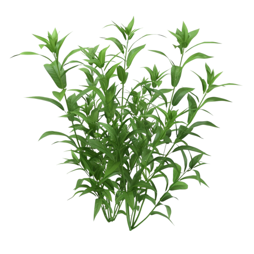 Green Plant with Leaves in Looping Animation on Transparent background AI-Generative png