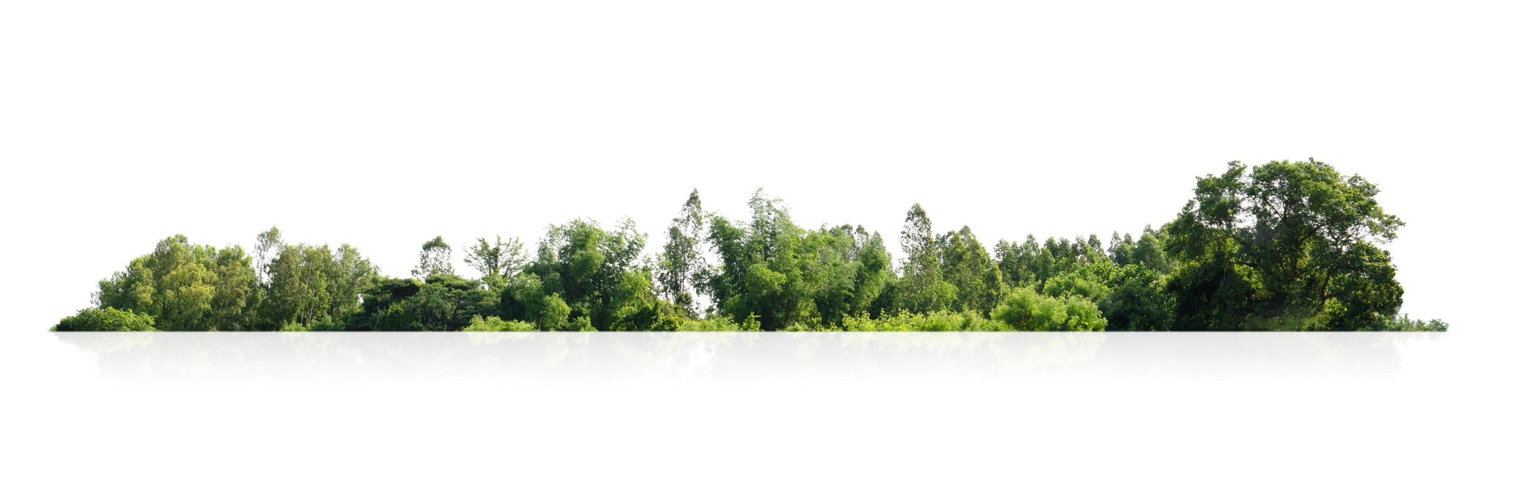 forest with trees and bushes photo
