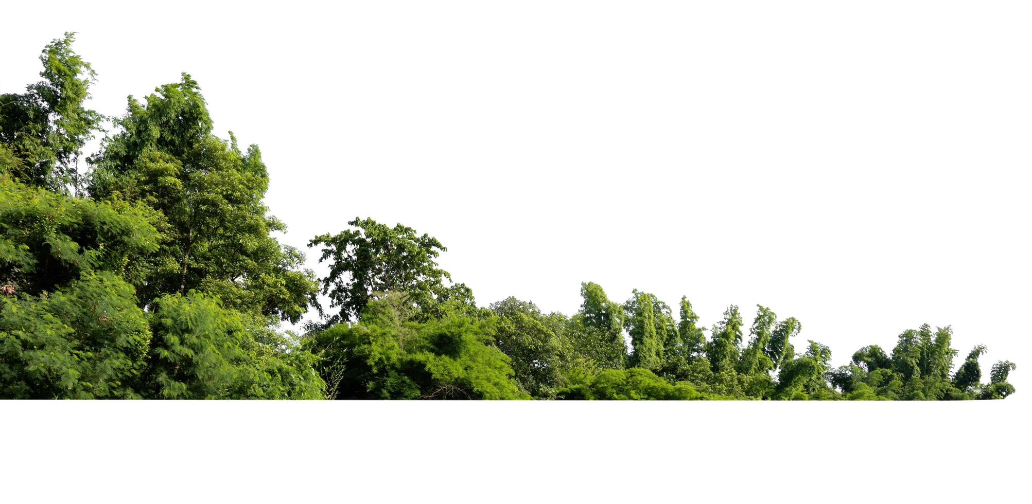 forest with trees and bushes photo