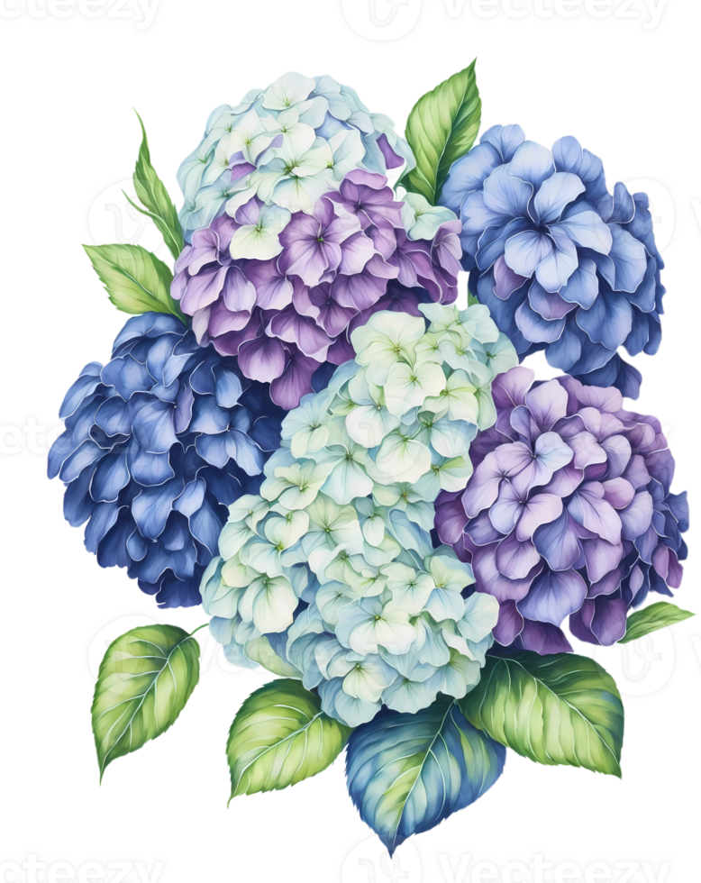 A beautiful and simple bouquet of watercolor Hydrangea flowers on a transparent background. png