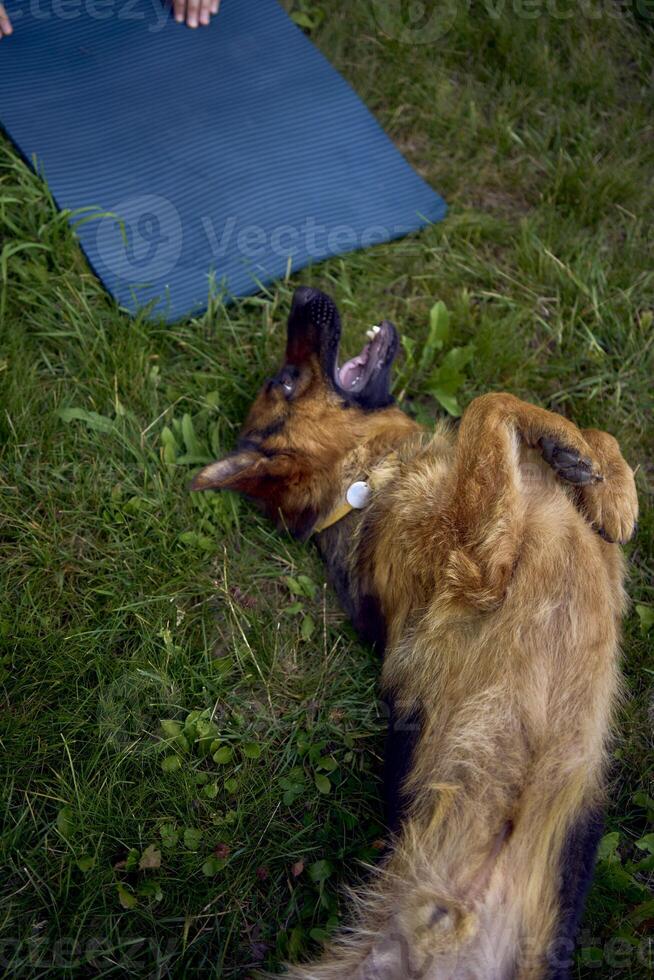 man does somatic exercises with his dog in the garden in the morning photo