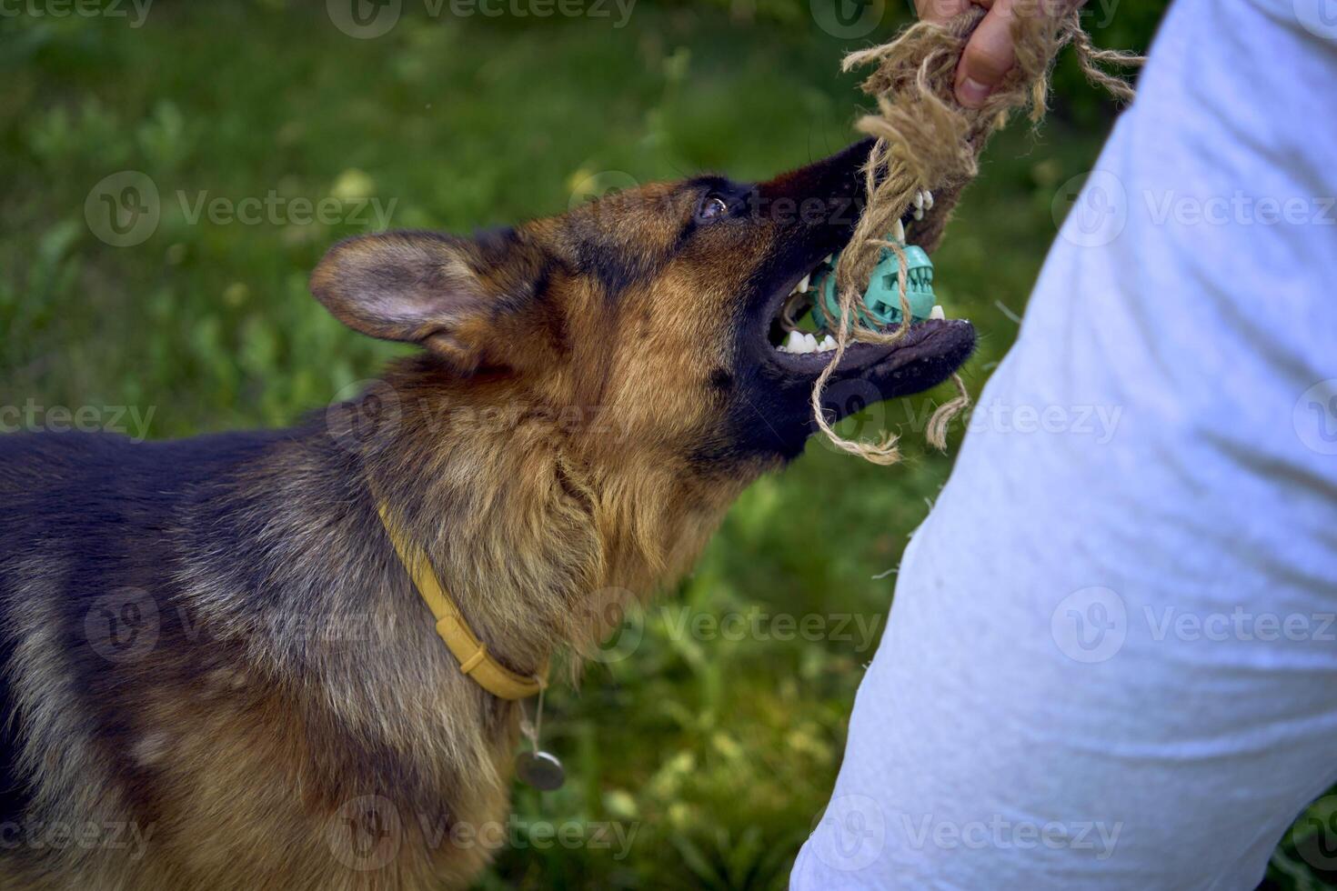 man playing with dog, tug toy, chew toy photo
