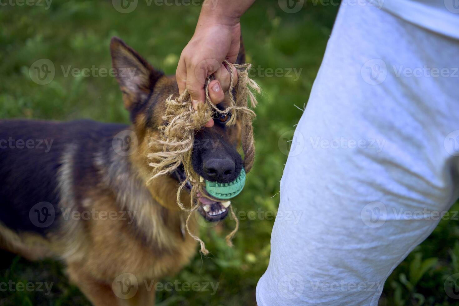 man playing with dog, tug toy, chew toy photo