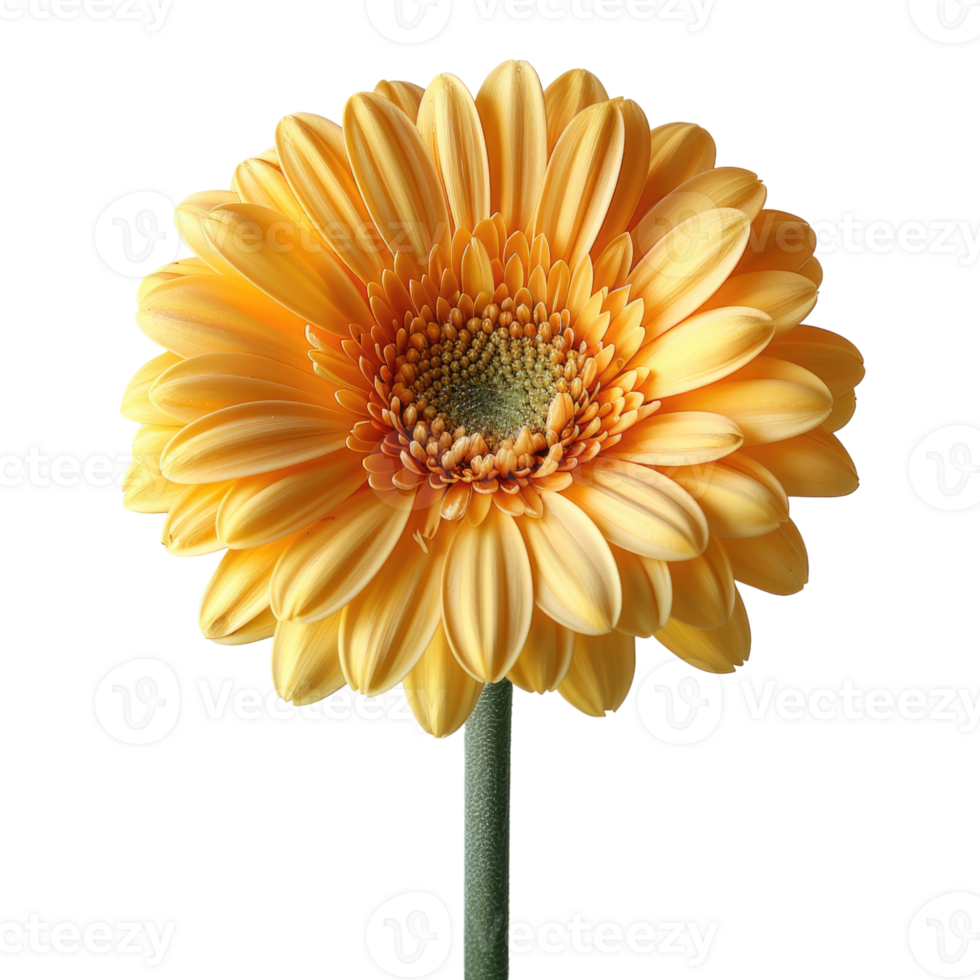 one flower isolated on transparent background, without background . png
