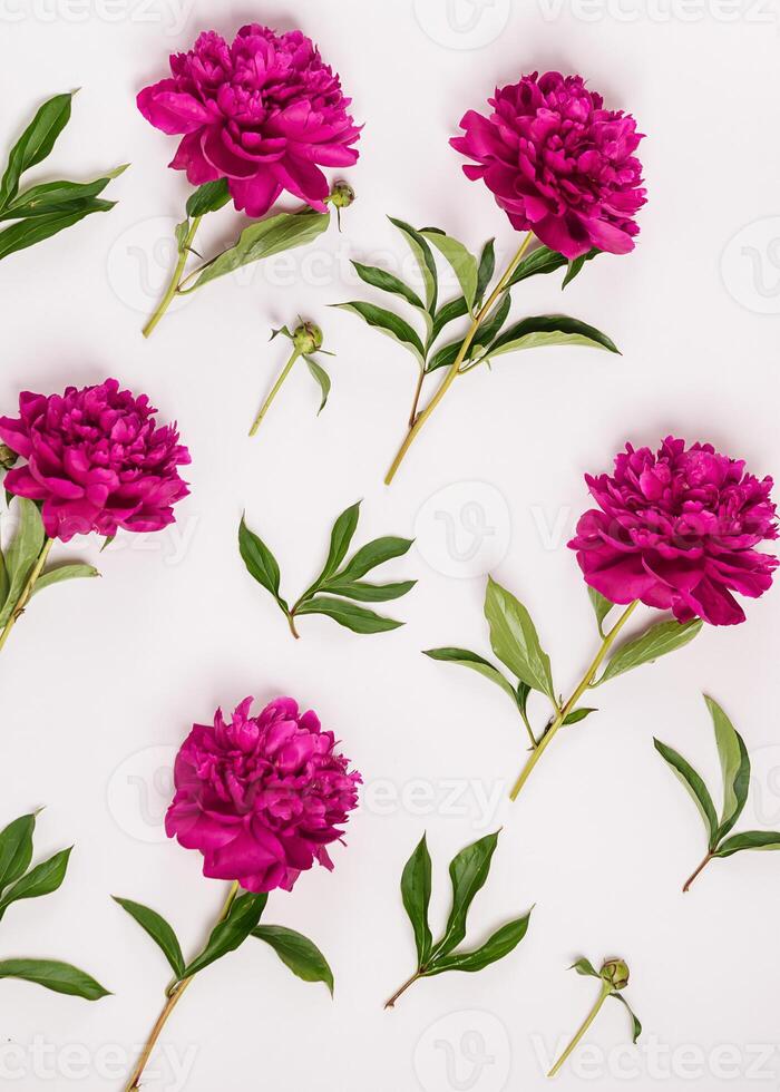 Beautiful burgundy pink peonies lie pattern on white background. Vertical frame photo