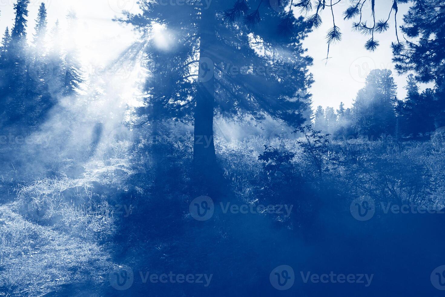 Landscape dense mysterious forest large trees fog rays of the sun. Trend monochrome blue toning. Copy space photo