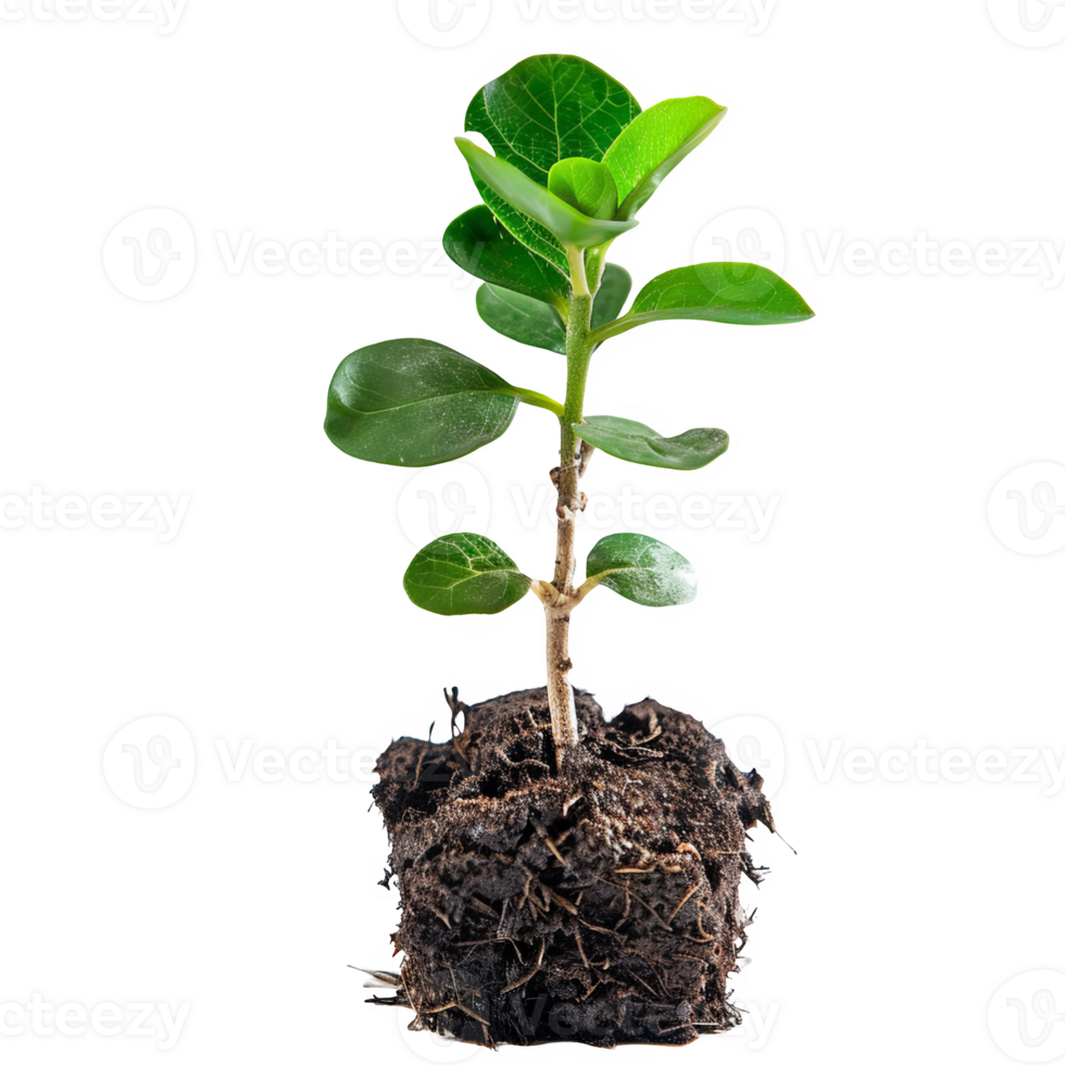 small plant transparent background png