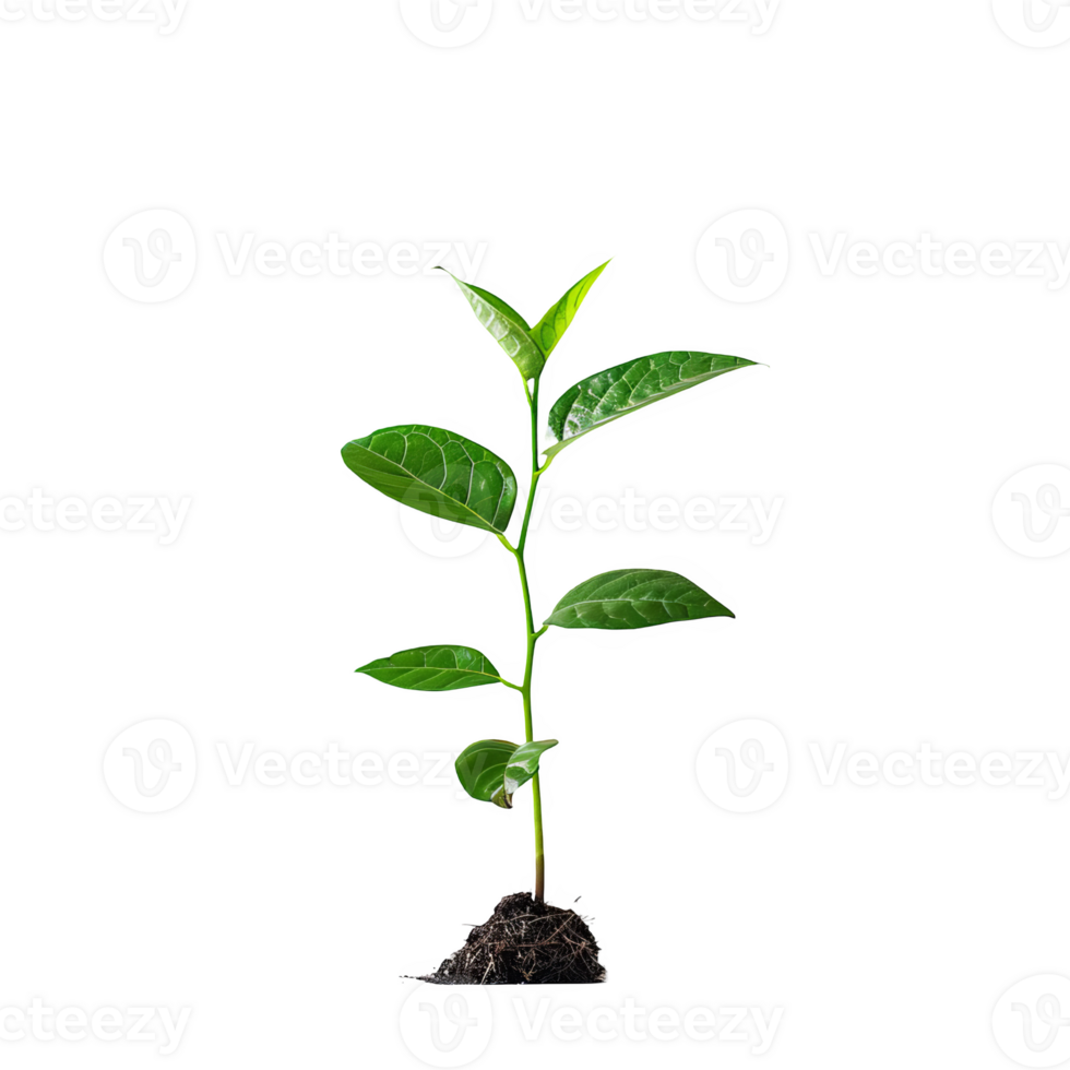 small plant transparent background png