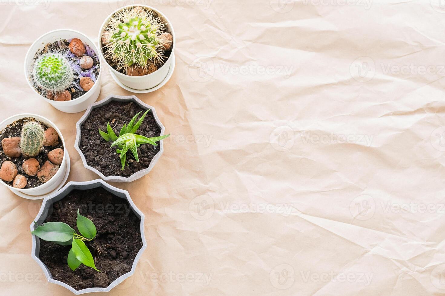 Various green plants succulents cacti in pots on a background of craft paper with folds. Home gardening flower care. photo