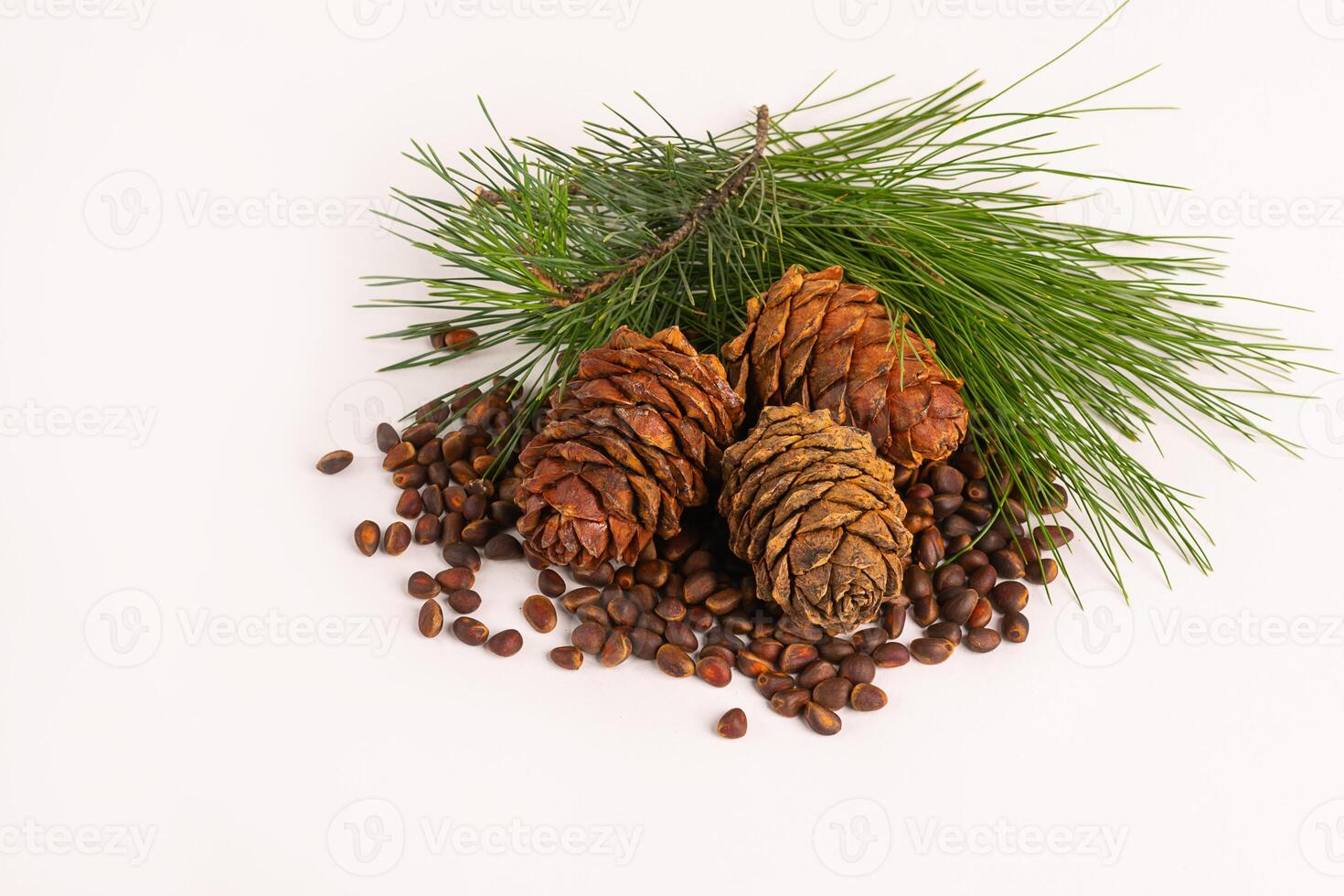Unpeeled pine nut and pine cone on white background. Horizontal frame copy space. photo