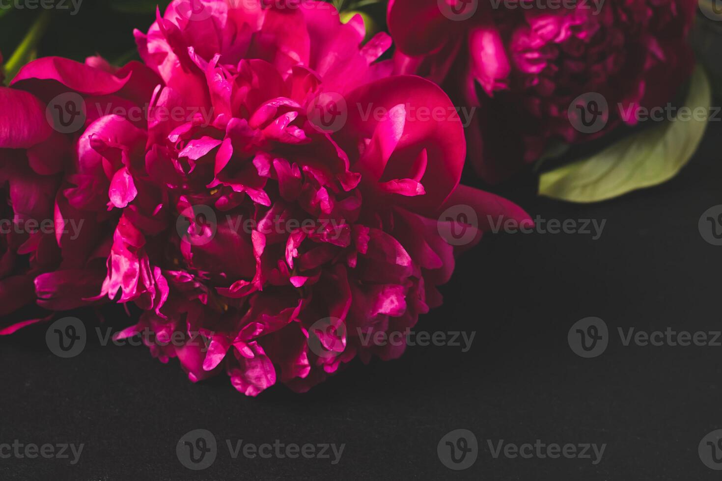 Red pink flowers peonies on dark background. Top view copy space photo