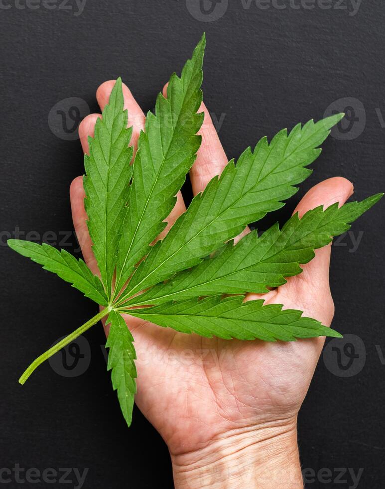 A hand holds a beautiful leaf of fresh cannabis. Cannabis plant on dark background. Floral background photo