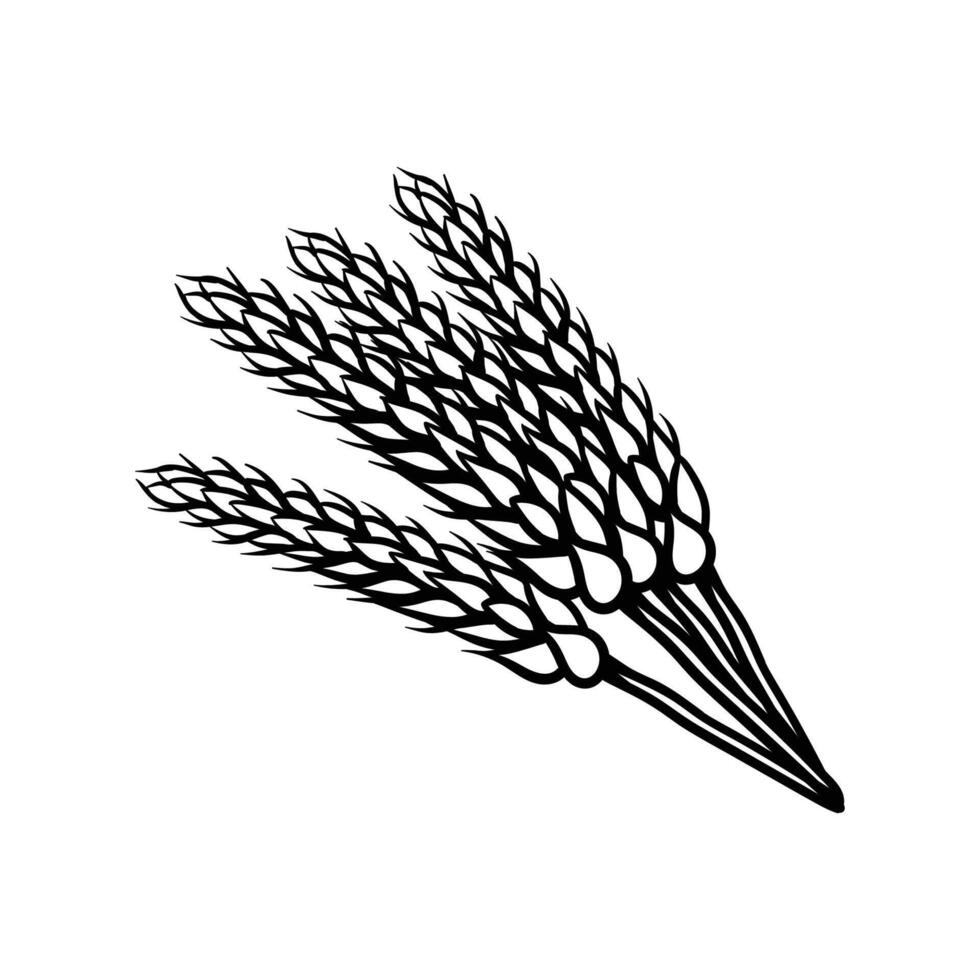 bunch of wheat art style sketch classic vintage design illustration vector