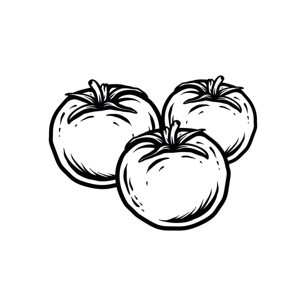tomatoes line art style sketch classic vintage design illustration vector