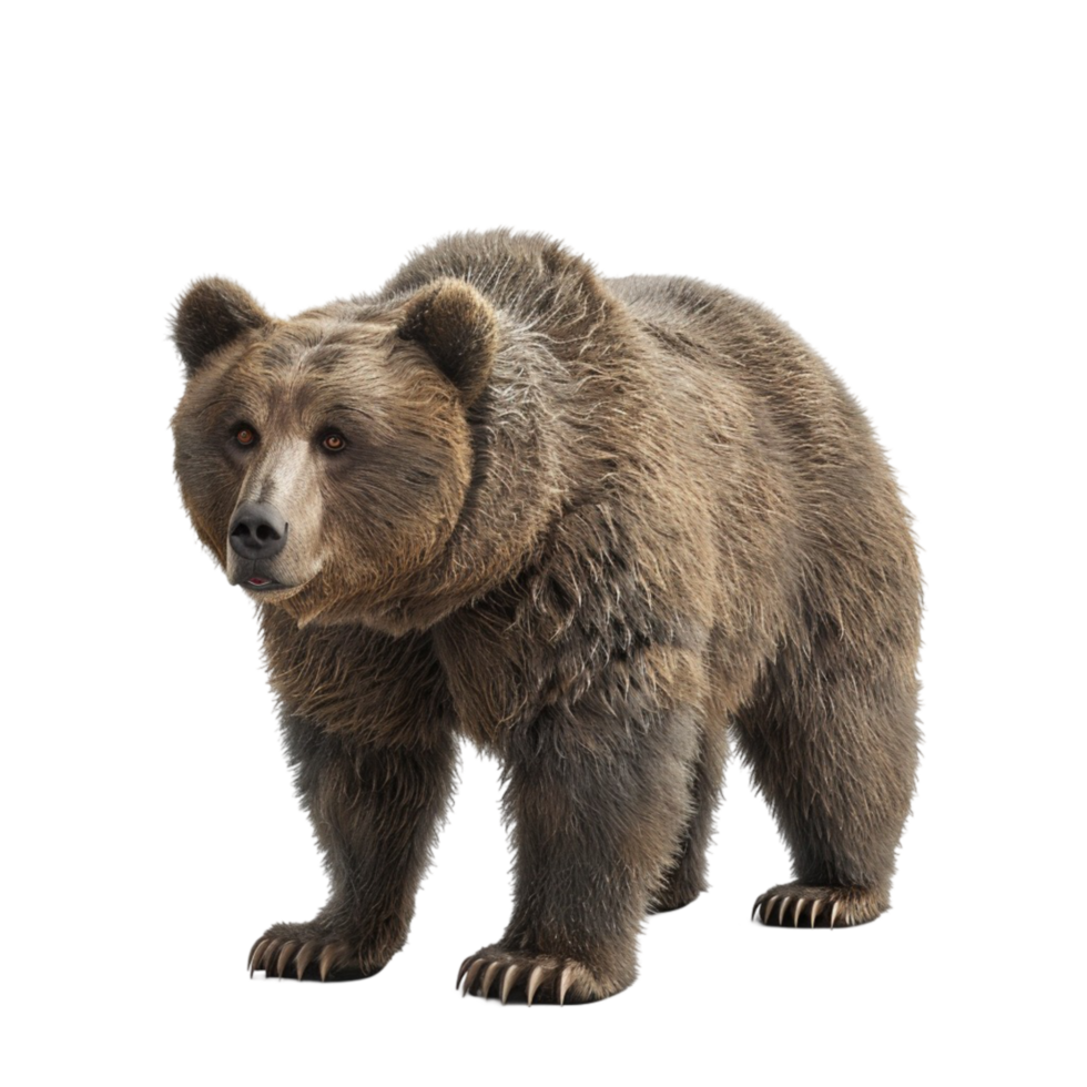 3d Brown Bear Domineering Looking Into The Distance on transparent Background Generative-AI png
