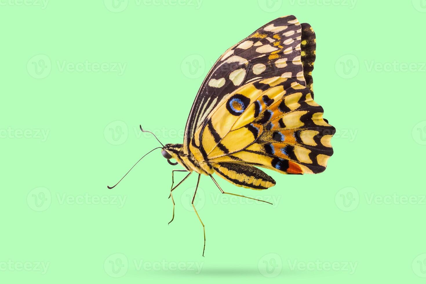 Flying yellow butterfly isolated on green background photo