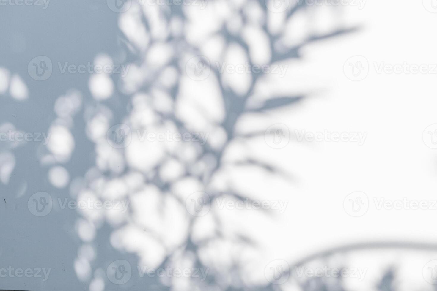 Abstract natural tree leaves shadow on white wall background photo