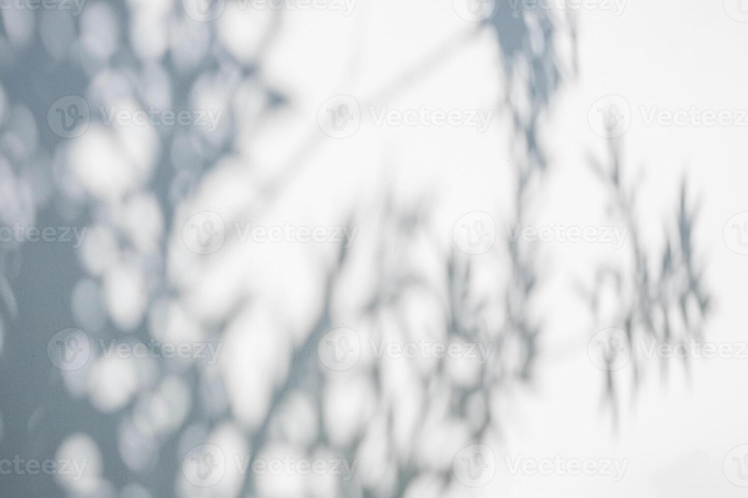 Abstract natural tree leaves shadow on white wall background photo