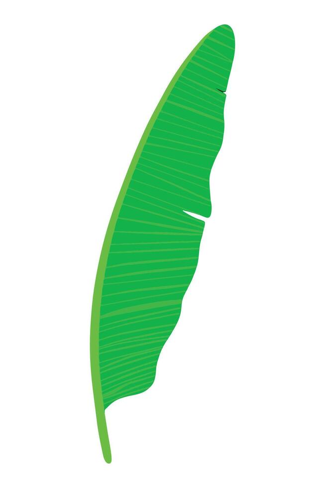 banana leaf flat illustration vector