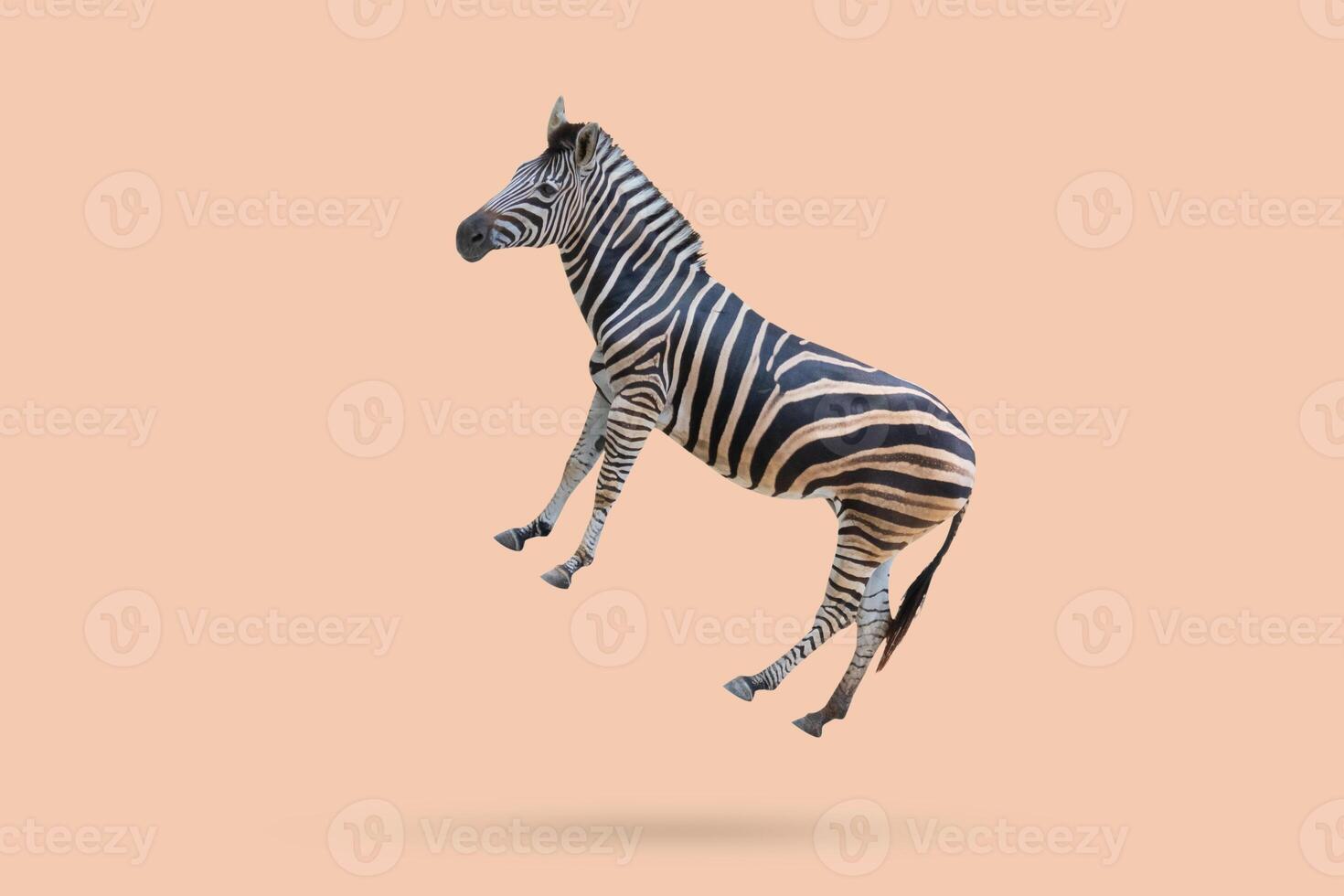 zebra floated on brown background minimal concept photo