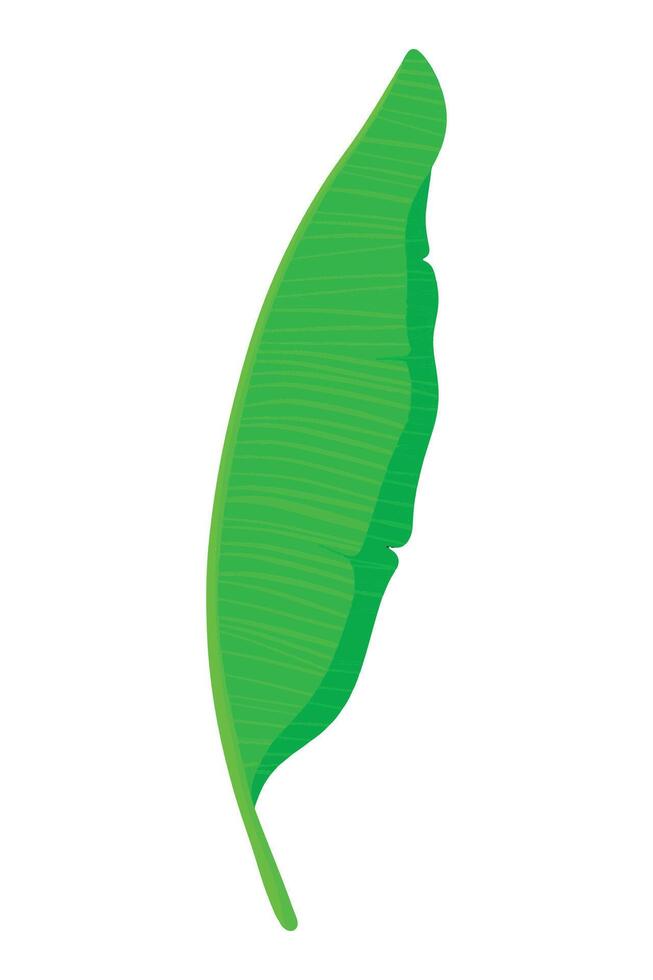banana leaf flat illustration vector
