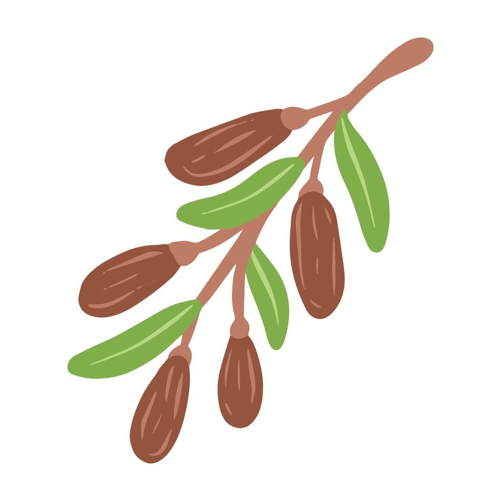 hand drawn dates palm fruit illustration vector
