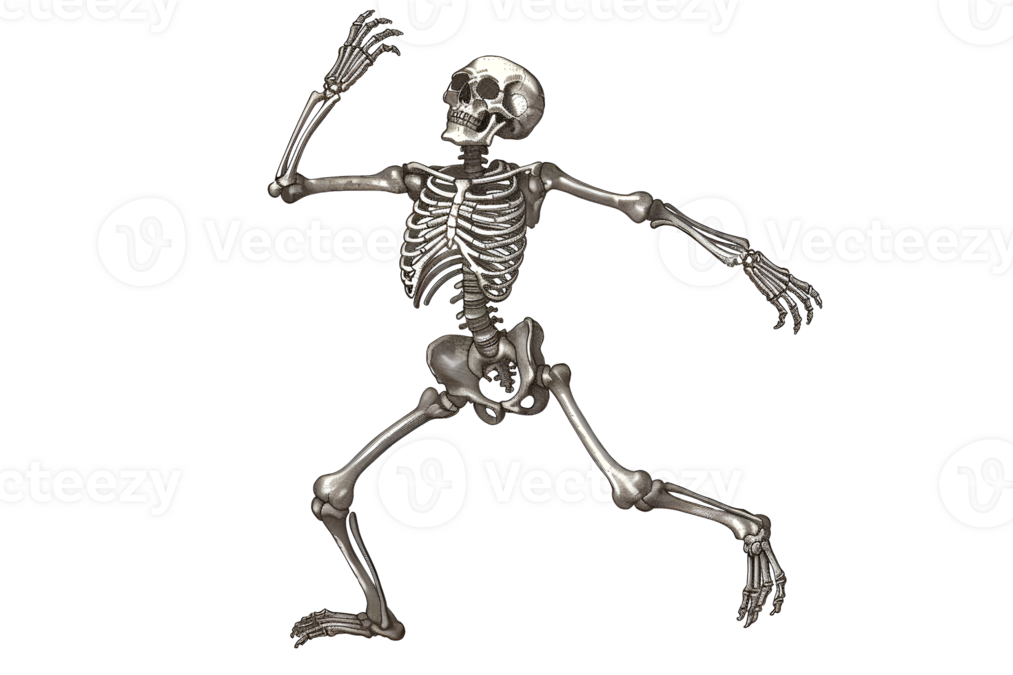 A skeleton is shown in a pose, with its arms raised png