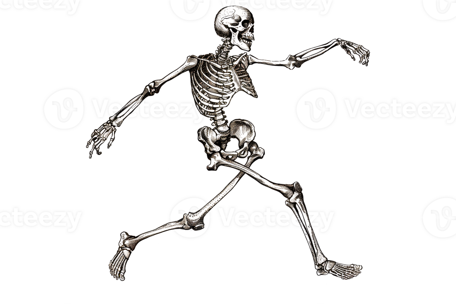 A skeleton is shown in a pose, with its arms raised png