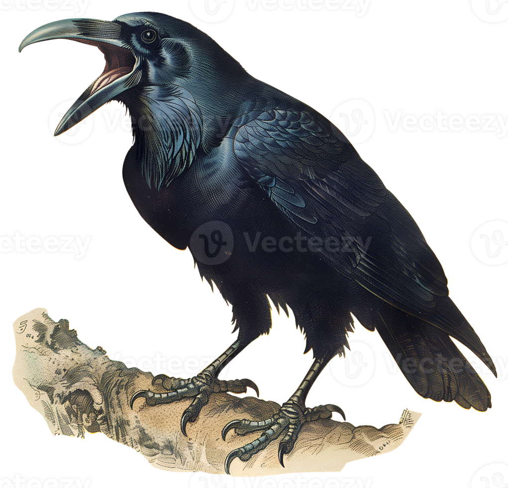 Vintage black and white painted illustration of a crow png