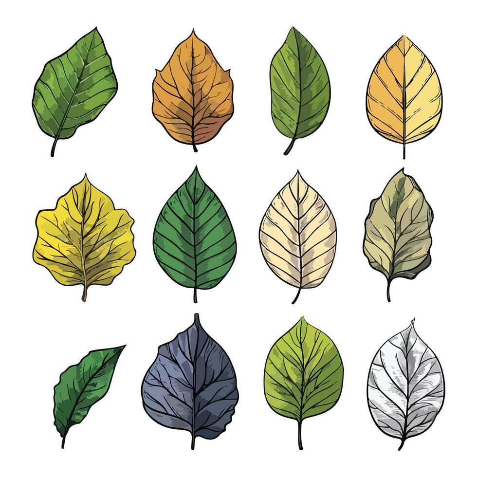 leaf illustration isolated on white background. vector
