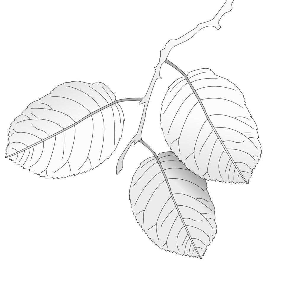 Childrens coloring books. Autumn leaves on a branch, fall. black and white drawing vector