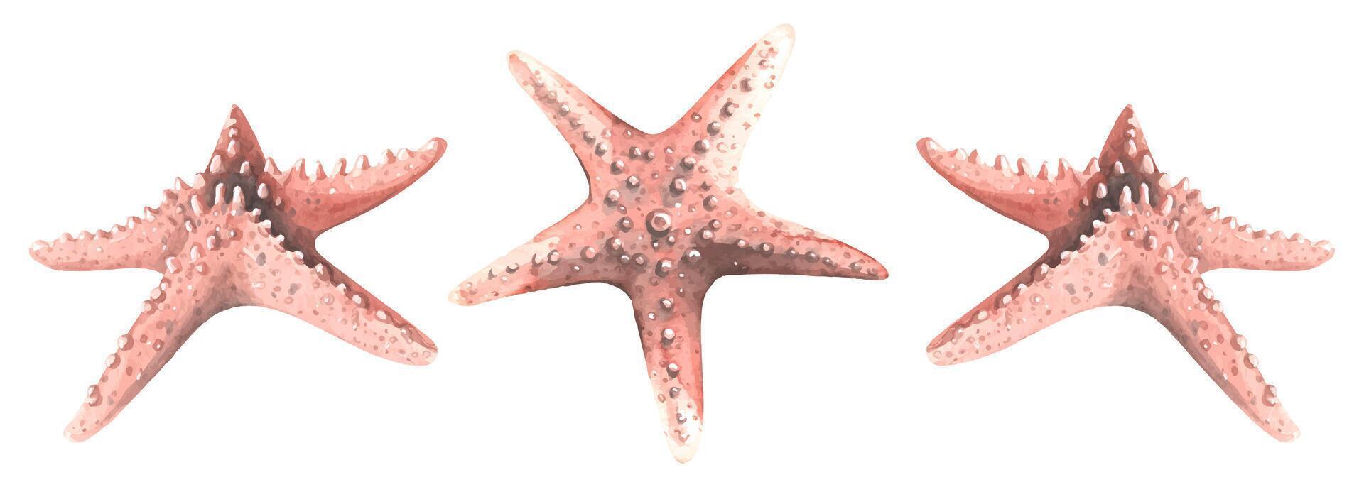 Coral-colored starfish in different angles. Watercolor illustration. Isolated objects from a large set of WHALES. For decoration, design and compositions on the sea and beach theme. vector