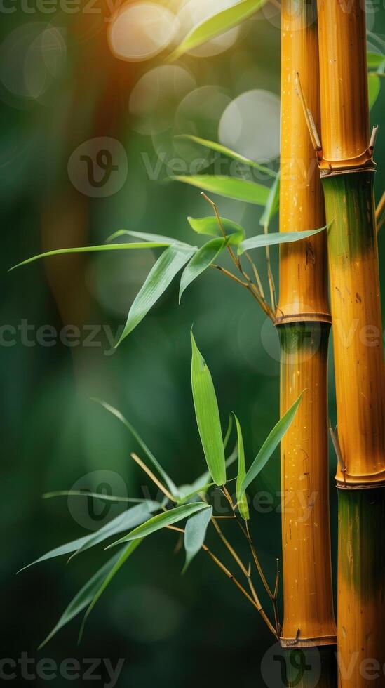 Close-up of bamboo poles can be used to represent bamboo material photo